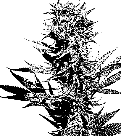 Cannabis sativa Zeichnung.gif